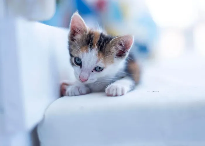 Kelebek Ayvalik Maison d'hôtes Ayvalı