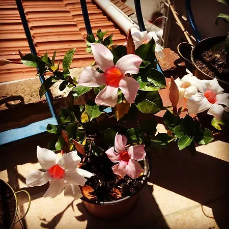 Гостьовий будинок Kelebek Butik