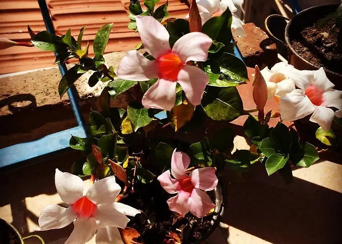 بيت ضيافة Kelebek Ayvalik